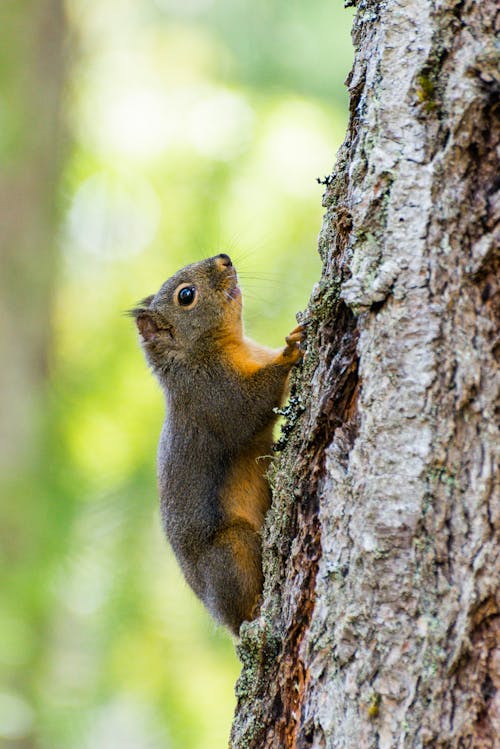 Side View of a Brown Squirrel on a Tree