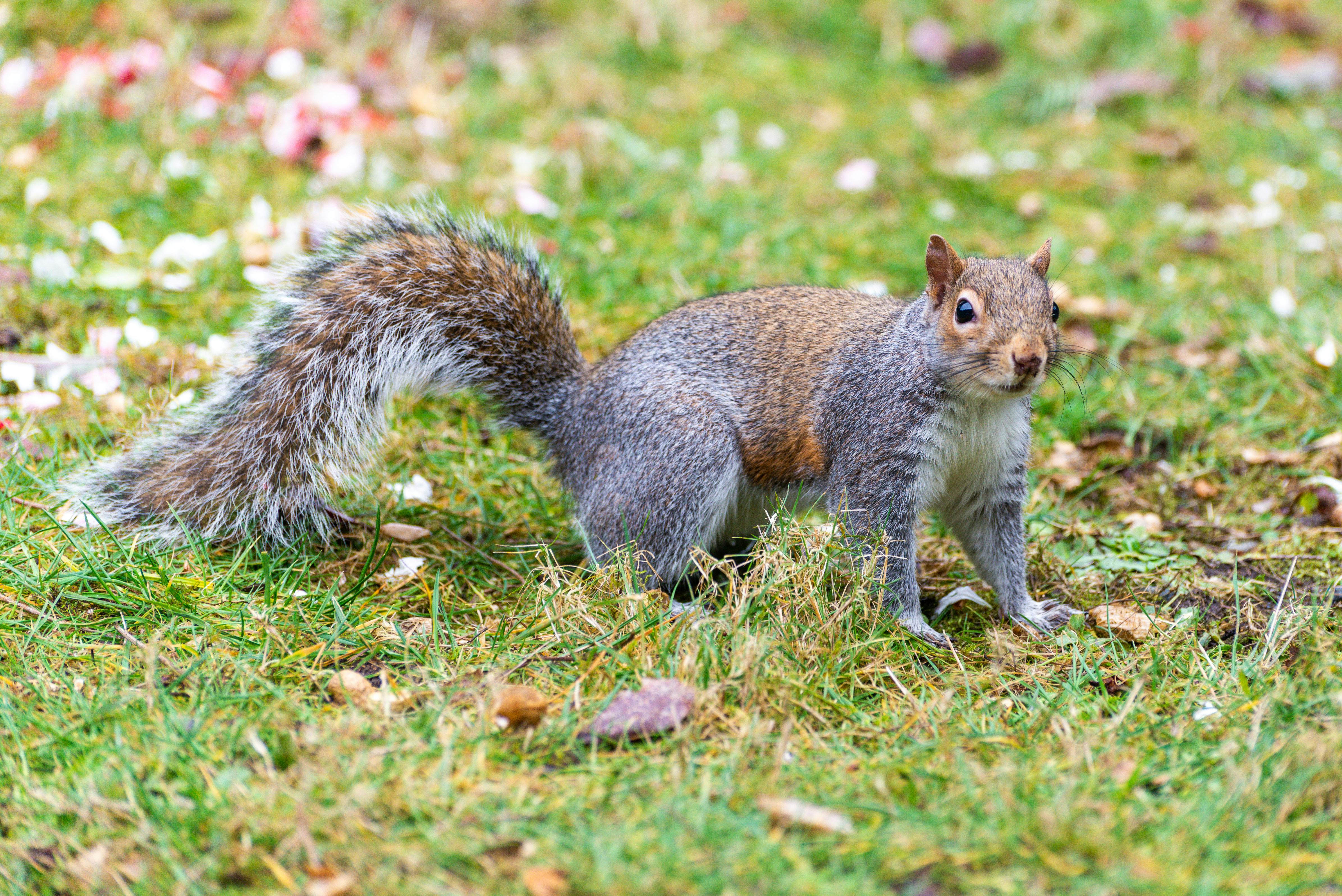 Brown and Gray Squirrel · Free Stock Photo