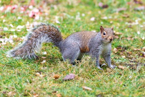 Free Close-Up Photo of a Squirrel on the Grass Stock Photo