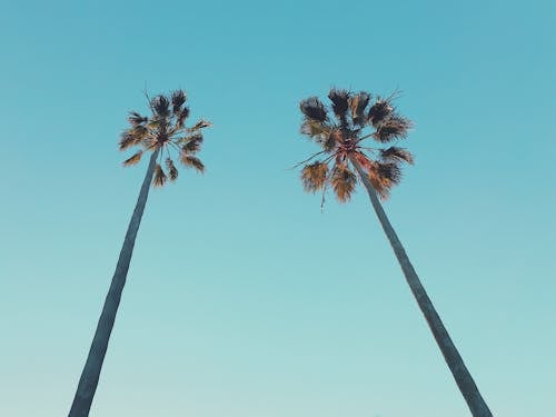 Blue Sky over Palm Trees