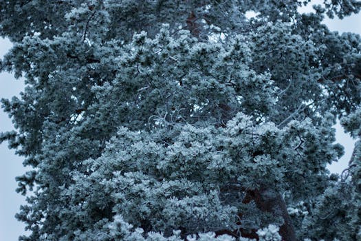 Close-up of a frosted pine tree in Inari, capturing the essence of Finnish winter.