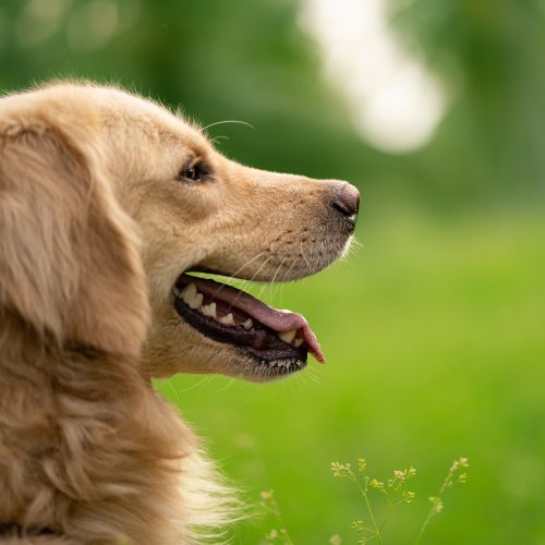Free Close-up of a happy Golden Retriever with a lush green background, showcasing its playful nature. Stock Photo
