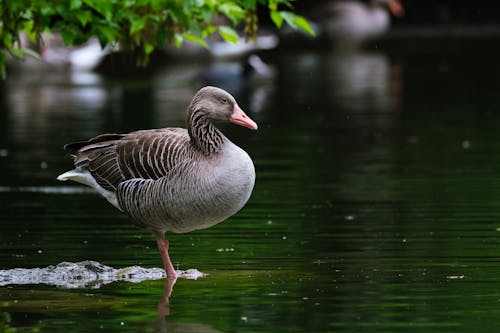 Free Grey Duck on Water Stock Photo