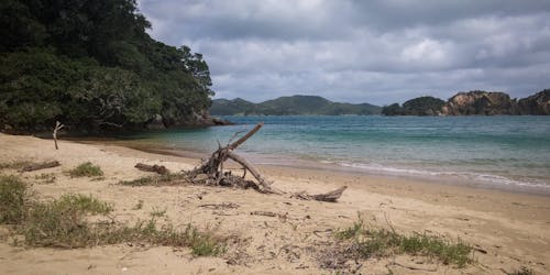 Driftwood on Shore