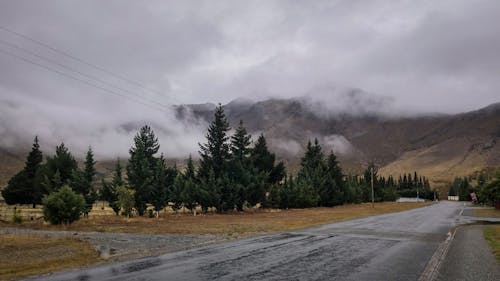 Green Pine Trees By The Road