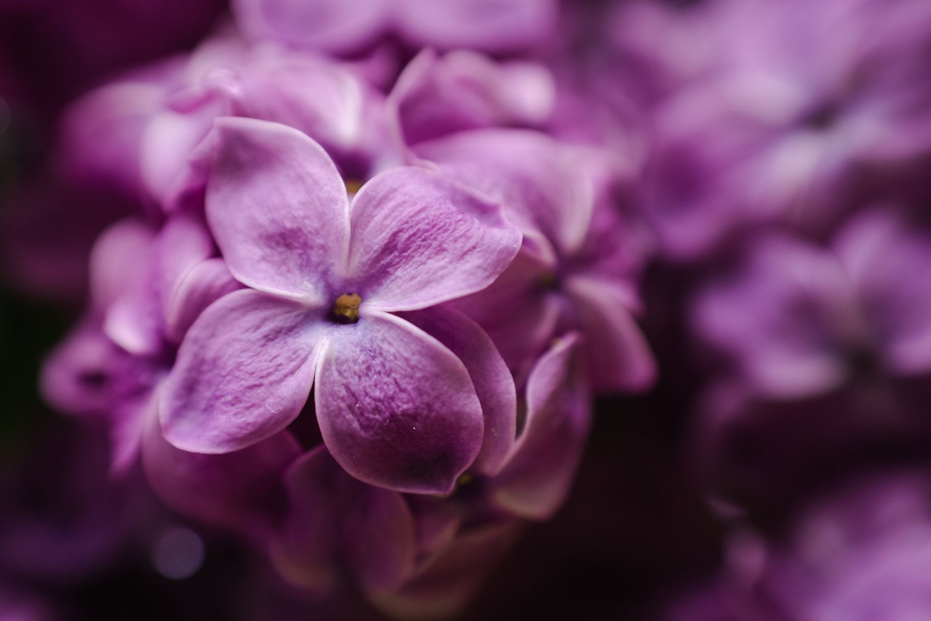 Detailed macro shot of vivid lilac blossoms showcasing their delicate textures and colors.