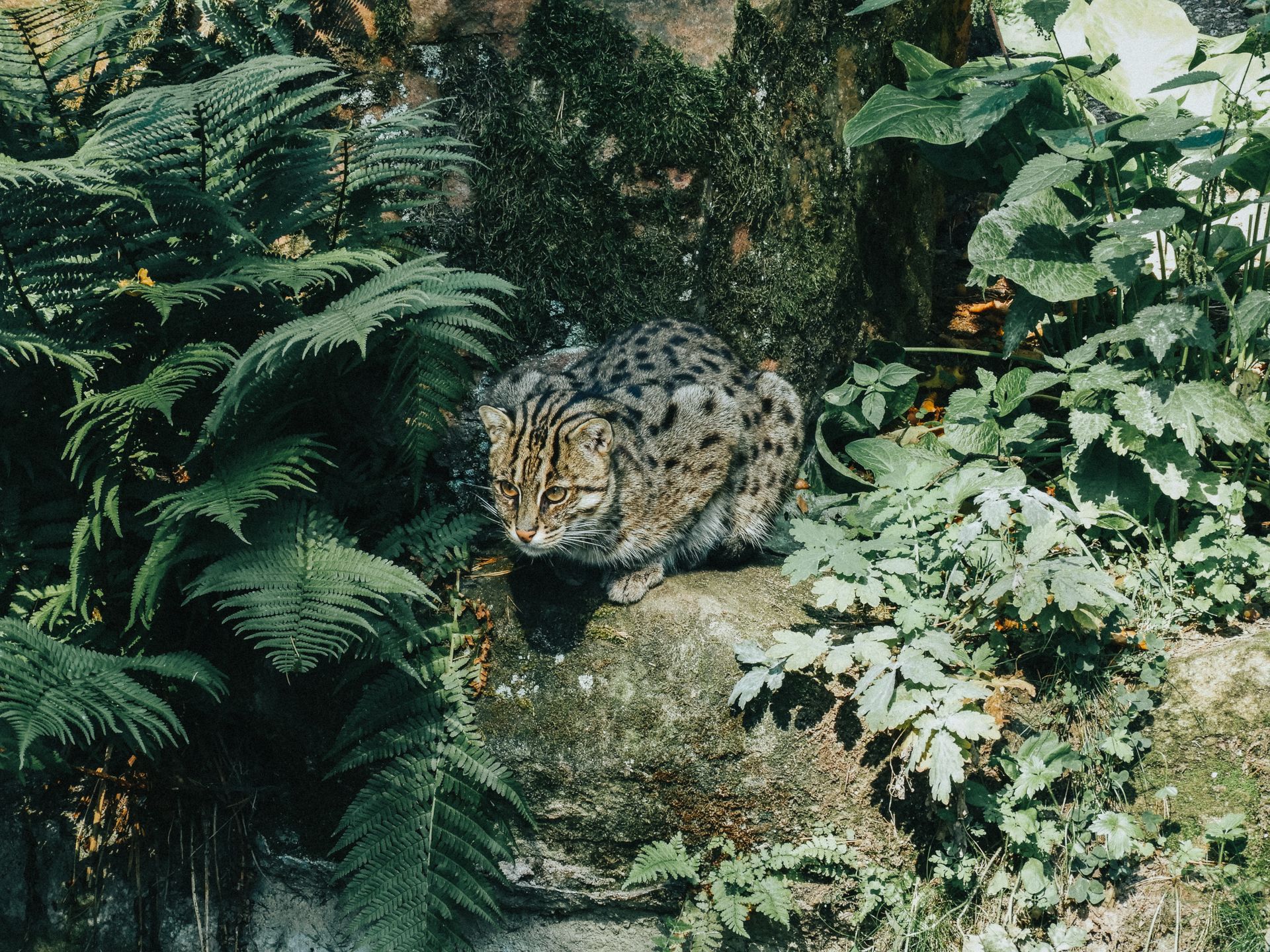 A fishing cat perched on a rock amidst lush greenery in the wild.