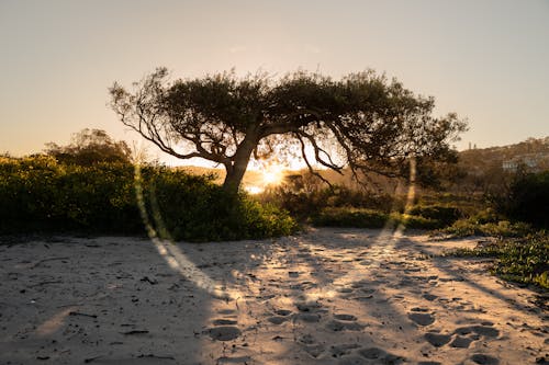 Free Sunbeam Through the Tree in the Beach Stock Photo