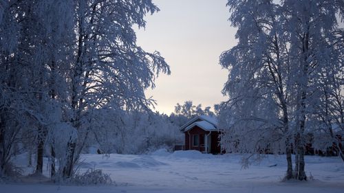 Free A serene winter scene featuring a snowy cabin in Inari, Finland's frosty forest. Stock Photo