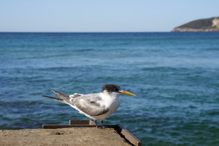 Close-Up Of A Seabird