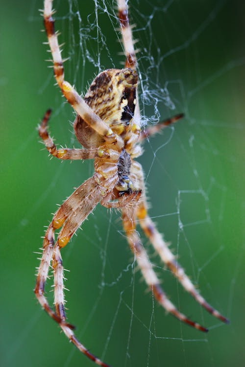 Gratis lagerfoto af araneus diadematus, dyr, dyrefotografering