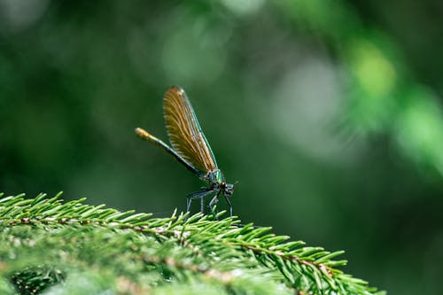 Close-up of a Dragonfly Sitting on a Conifer Branch 