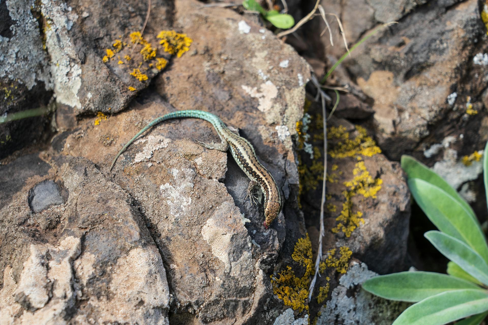 Vue rapprochée du lézard des rochers d'Anatolie