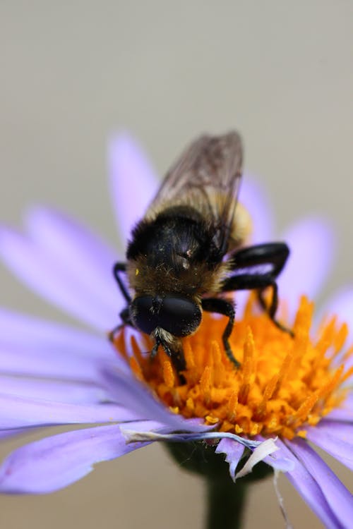 Honey Bee Perched on a Purple Flower