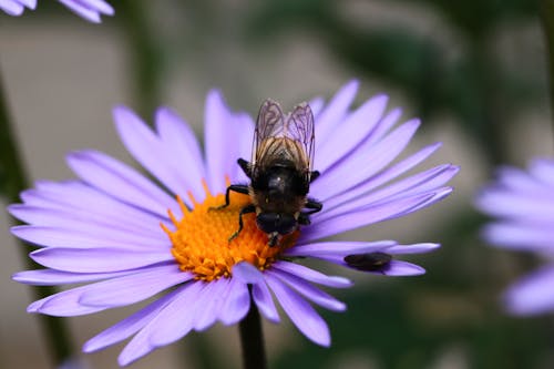 Honey Bee on a Purple Flower
