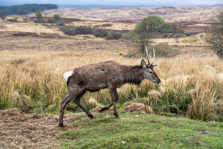 Reindeer Roaming Through Grassland