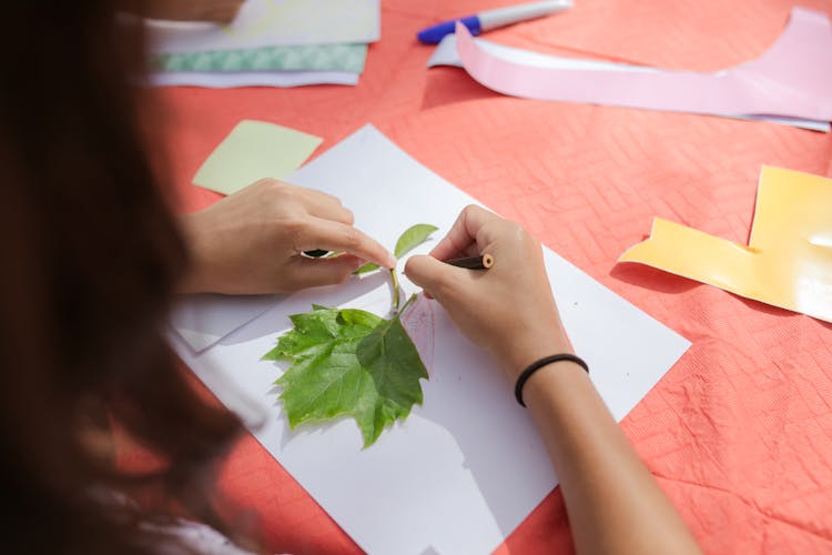 A Child Tracing Leaves On A Paper