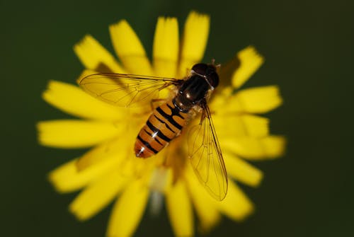 Δωρεάν στοκ φωτογραφιών με macro, syrphidae, ανθίζω