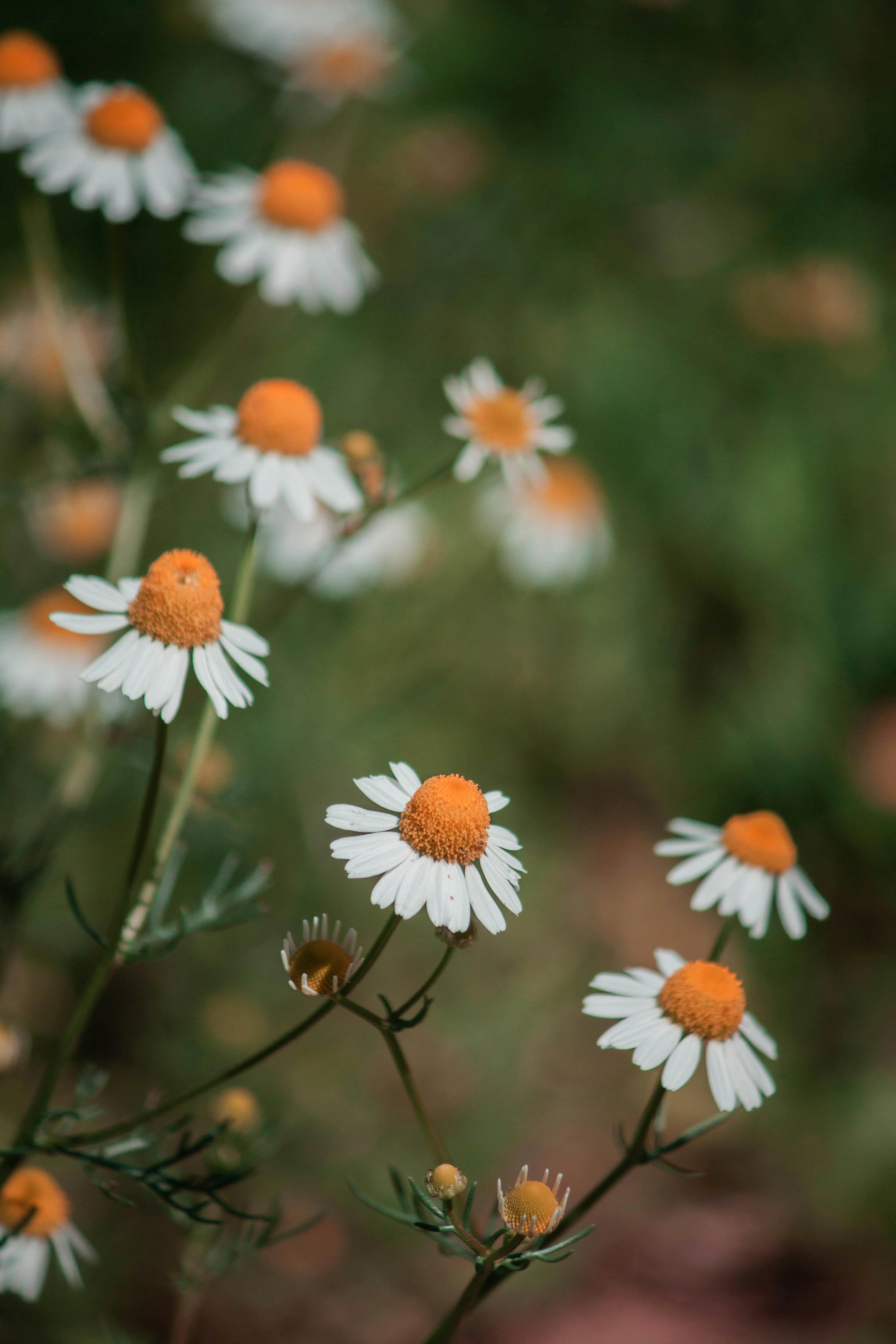 Ari & Rachel ♥ Hintergrund Entitled Aesthetic Blumen, Pink Aesthetic HD  phone wallpaper | Pxfuel