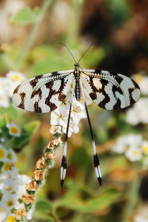 gratis Witte En Zwarte Vlinder Zat Op Witte Bloemen In Bloei Selectieve Aandacht Foto Stockfoto
