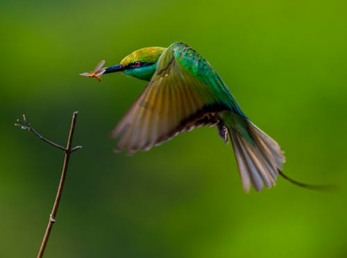 Immagine gratuita di animale, avvicinamento, fauna selvatica