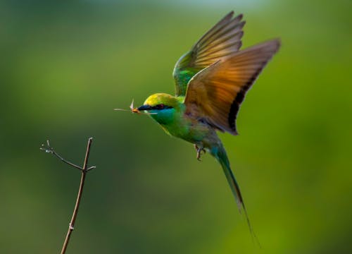 Close up of a Bee-Eater