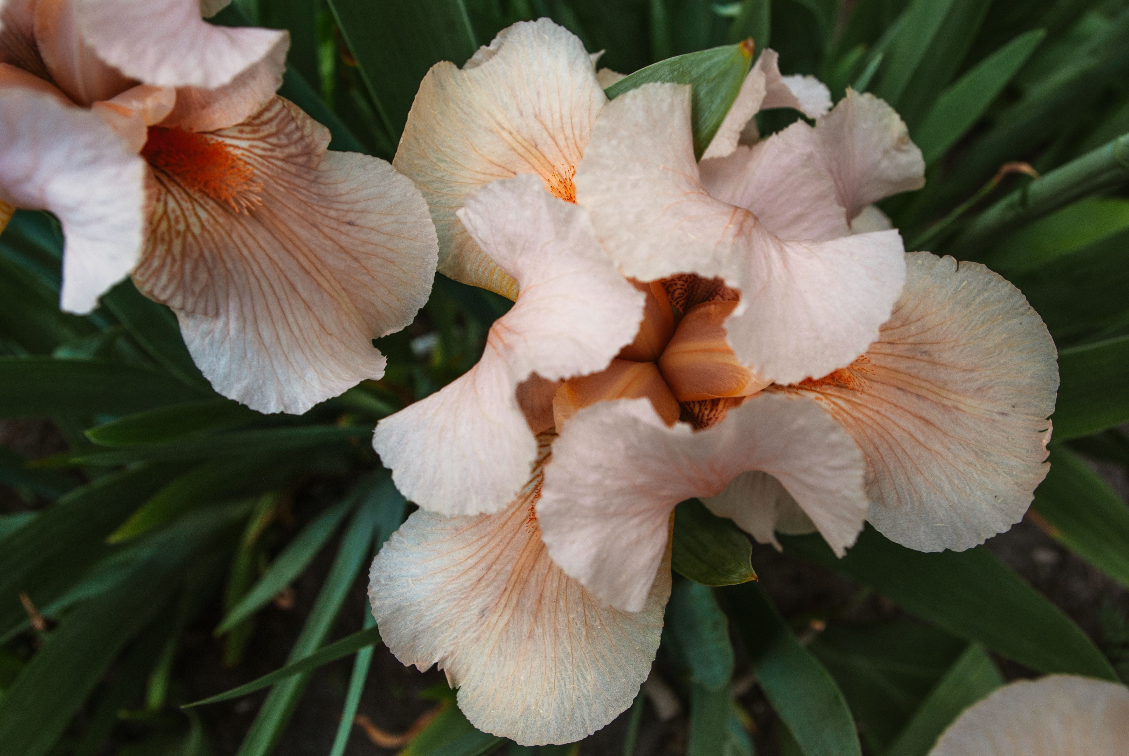 Close-up of delicate peach iris flowers showcasing detailed petals and rich colors.
