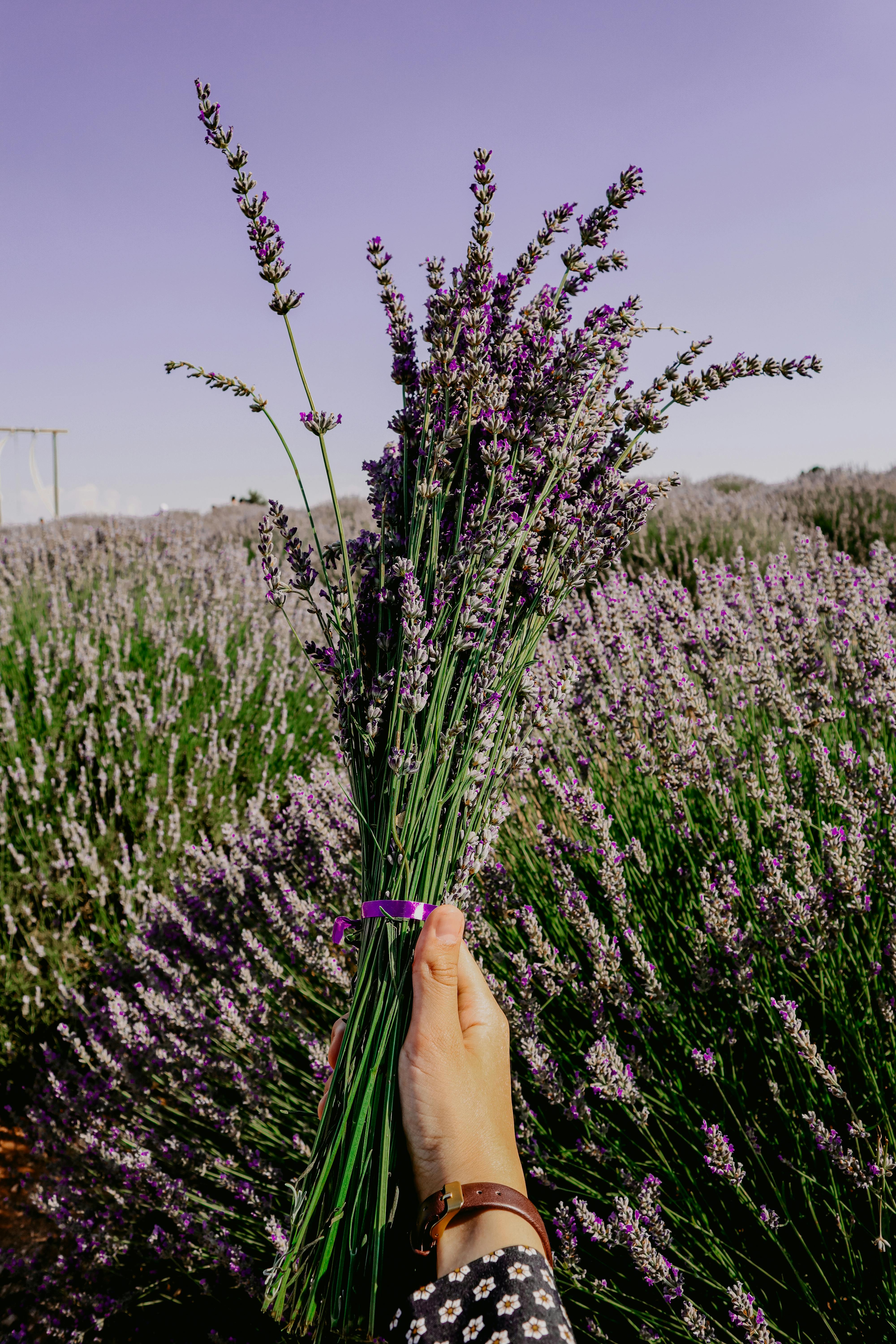 A hand holding a bouquet of lavender flowers in a vibrant lavender field in Isparta, Turkey.
