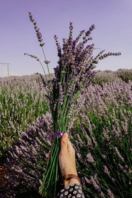 A hand holding a bouquet of lavender flowers in a vibrant lavender field in Isparta, Turkey.