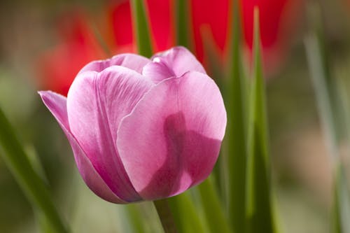 Macro Shot Immagine Di Pink Flowr