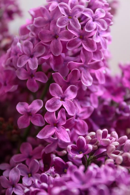 Free Foto profissional grátis de aumento, de flores, delicado Stock Photo