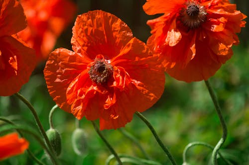 Free Red Poppy Flower  Stock Photo