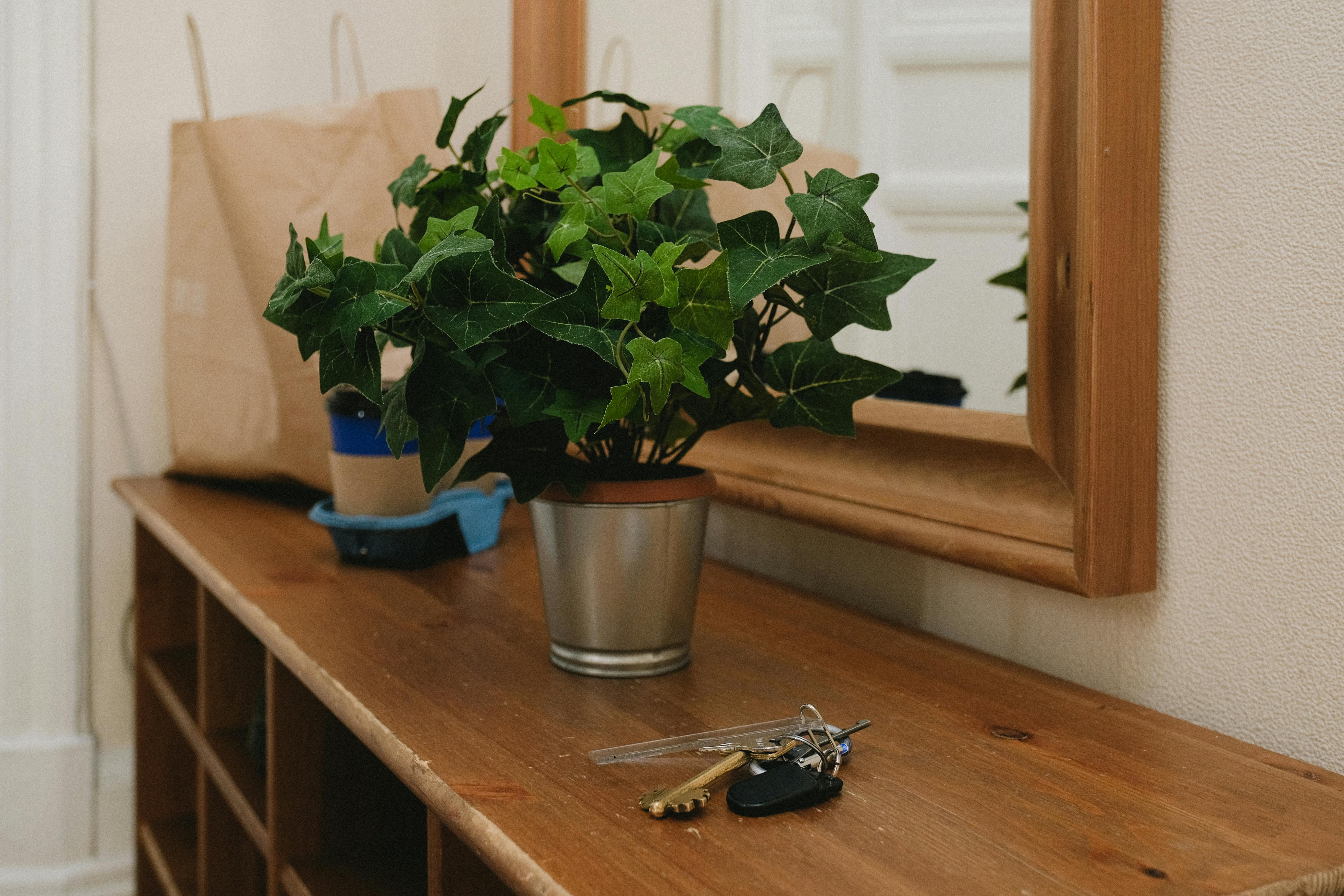 Green Plant On Silver Metal Pot Free Stock Photo   Pexels Photo 8036583 