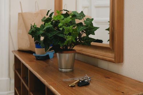 Free Gratis stockfoto met binnenshuis, gepotte plant, houten tafel Stock Photo
