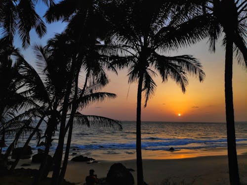 View of Beach with Palm Trees at Sunset