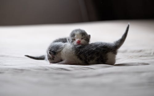 Close Up Photo of Kittens