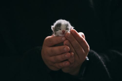 Free A close-up of a person gently cradling a newborn kitten in their hands against a dark background. Stock Photo