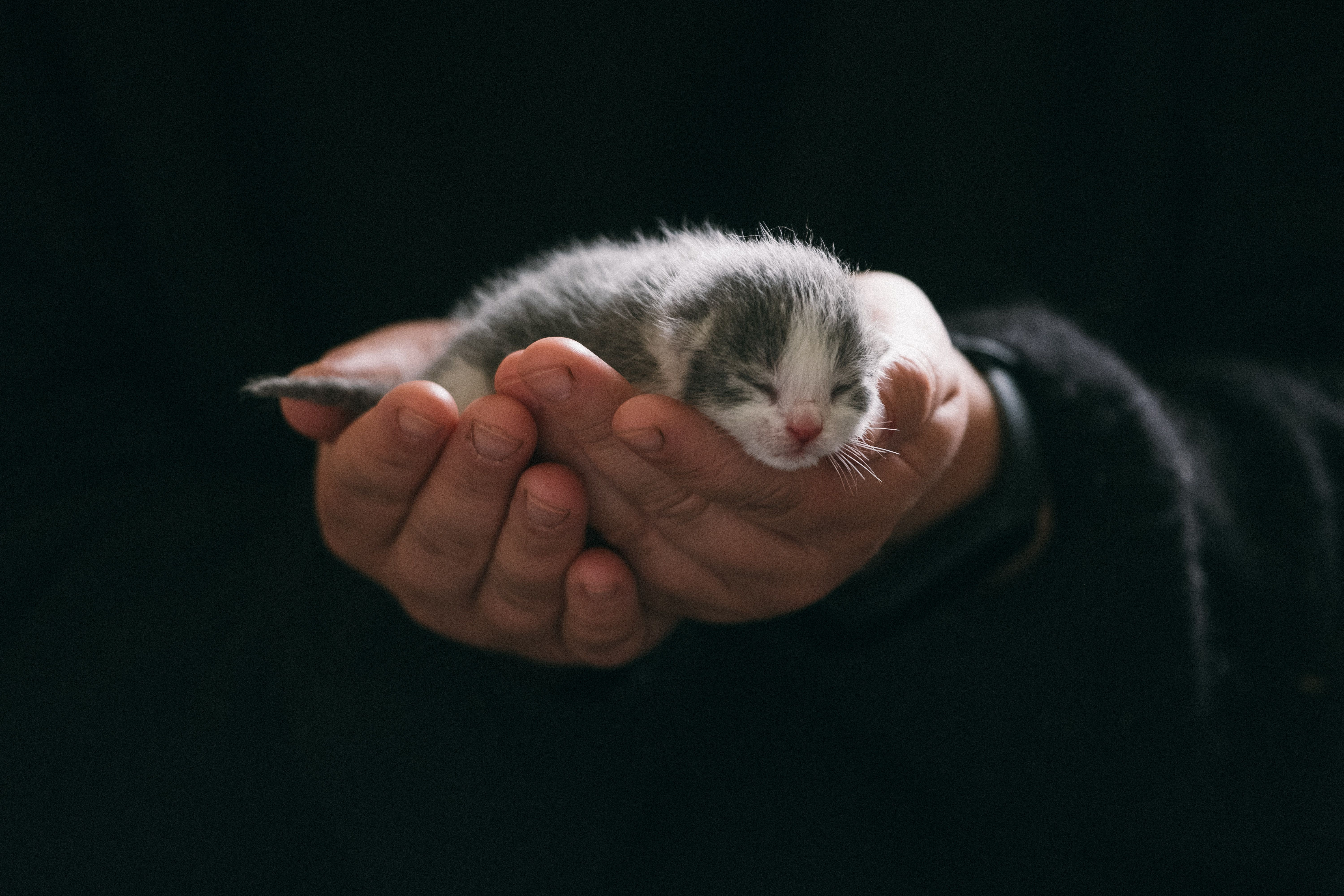 Kitten Care Guide: First 6 Months with Your New Feline Friend