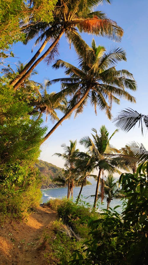 Бесплатное стоковое фото с вертикальный выстрел, вода, кокосовые пальмы