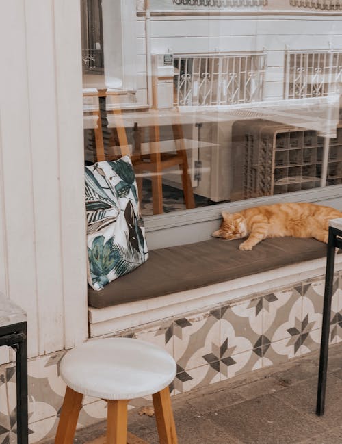 Foto stok gratis bangku, jendela, kucing