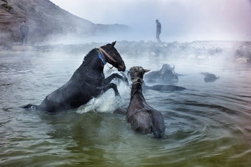 Animals in Water