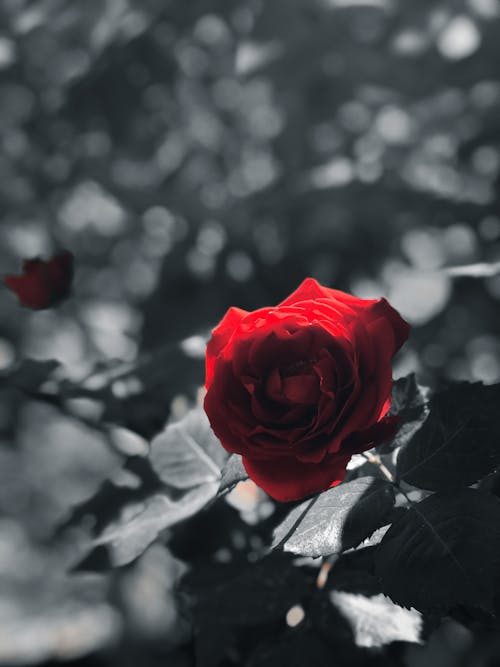 Darmowe zdjęcie z galerii z czerwona róża, czerwony kwiat, delikatny