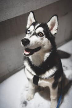 Happy Siberian Husky sitting on snow with leash and friendly eyes.
