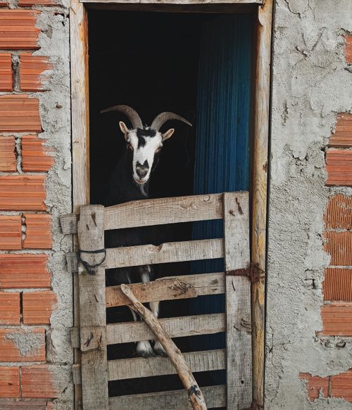 Free A goat curiously peeks out from a wooden gate within a rustic barn setting showcasing rural life. Stock Photo