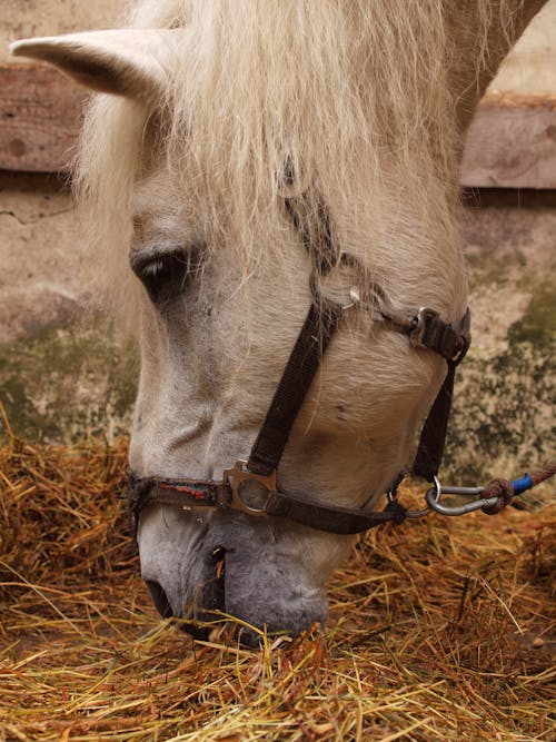 Fotos de stock gratuitas de animal de granja, brida, caballo