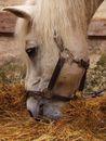White Horse Eating Brown Grass