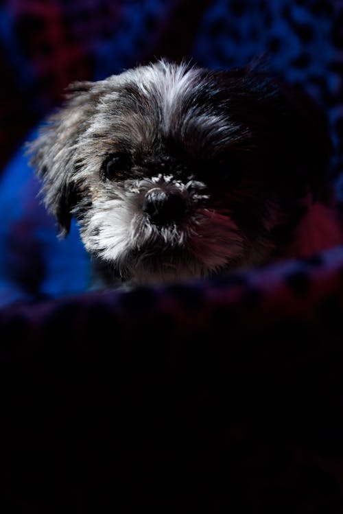 Free stock photo of dog, shih tzu