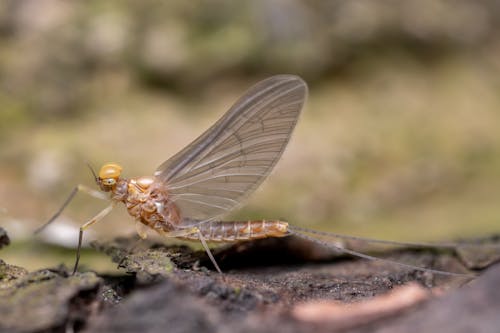 Fotos de stock gratuitas de de cerca, entomología, fauna