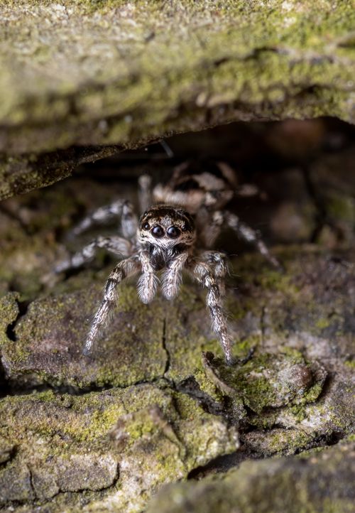Free Macro photography of a jumping spider camouflaged on moss-covered bark. Stock Photo