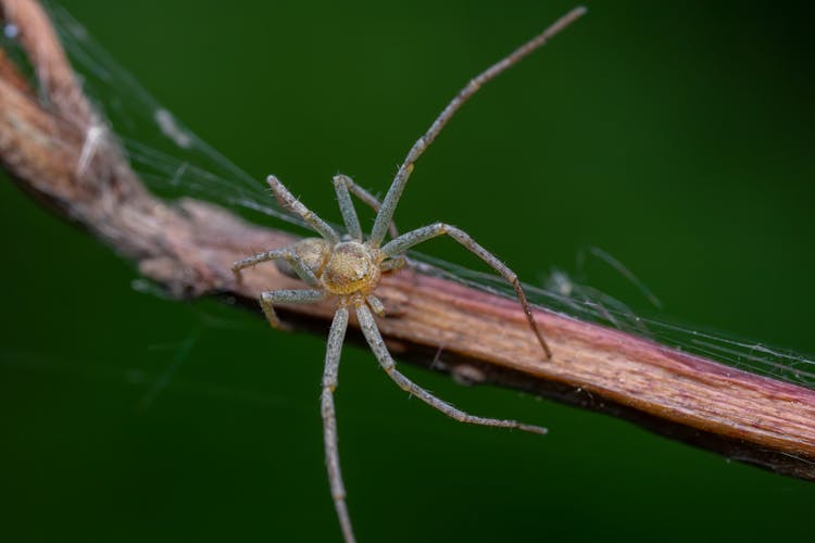 Spider With Long Legs